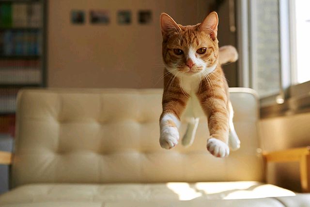 拍摄时,采用低角度可以拍出猫咪跳跃的高度,但俯视角度也有别样的效果